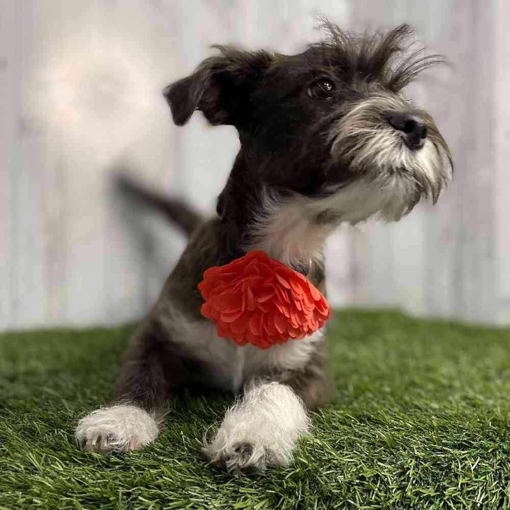 Female La-Westie Puppy for sale