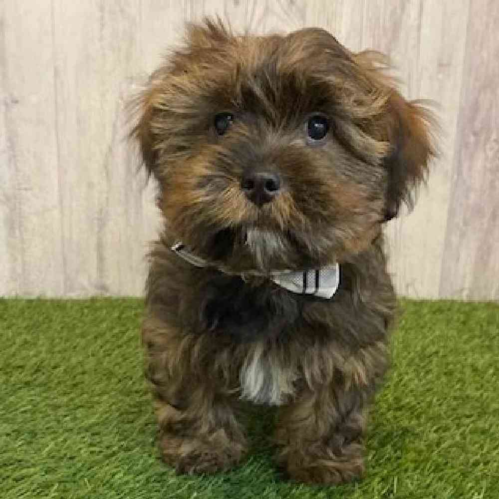 Male Shorkie Puppy for Sale in Saugus, MA