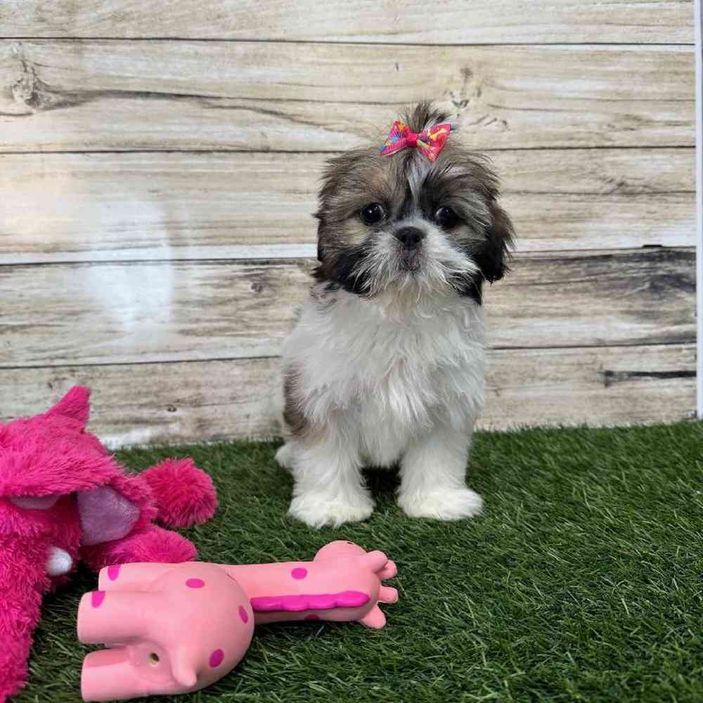 Female Shih Tzu Puppy for Sale in Saugus, MA