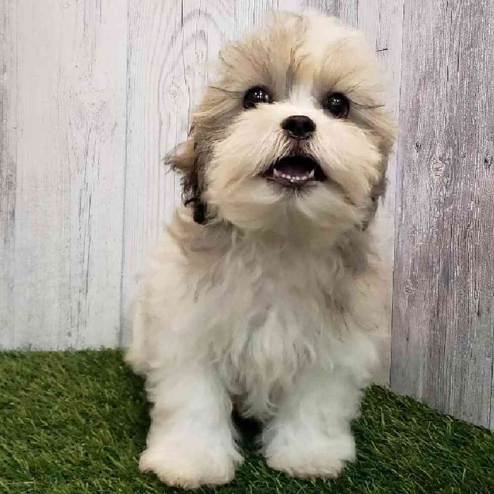 Male Teddy Bear (Zuchon) Puppy for sale