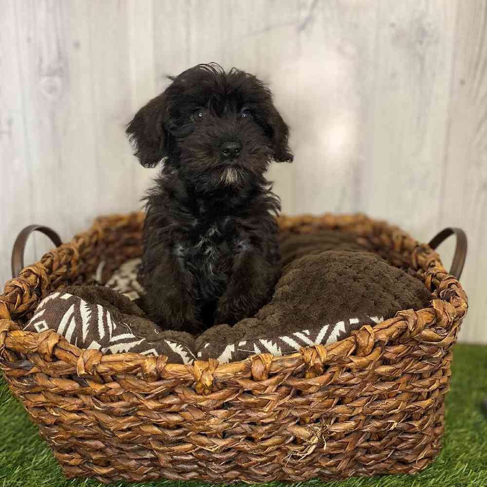 Male Schnoodle Puppy for Sale in Saugus, MA