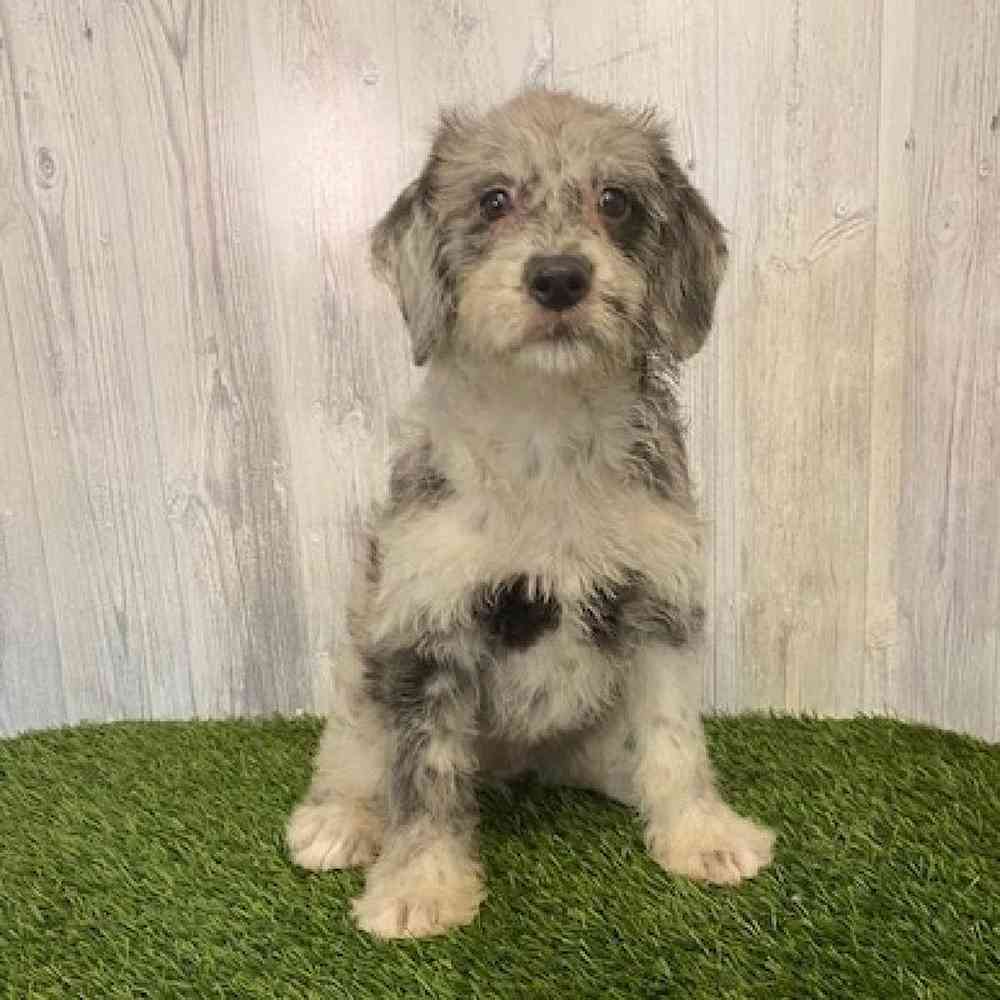 Female Mini Labradoodle Puppy for sale