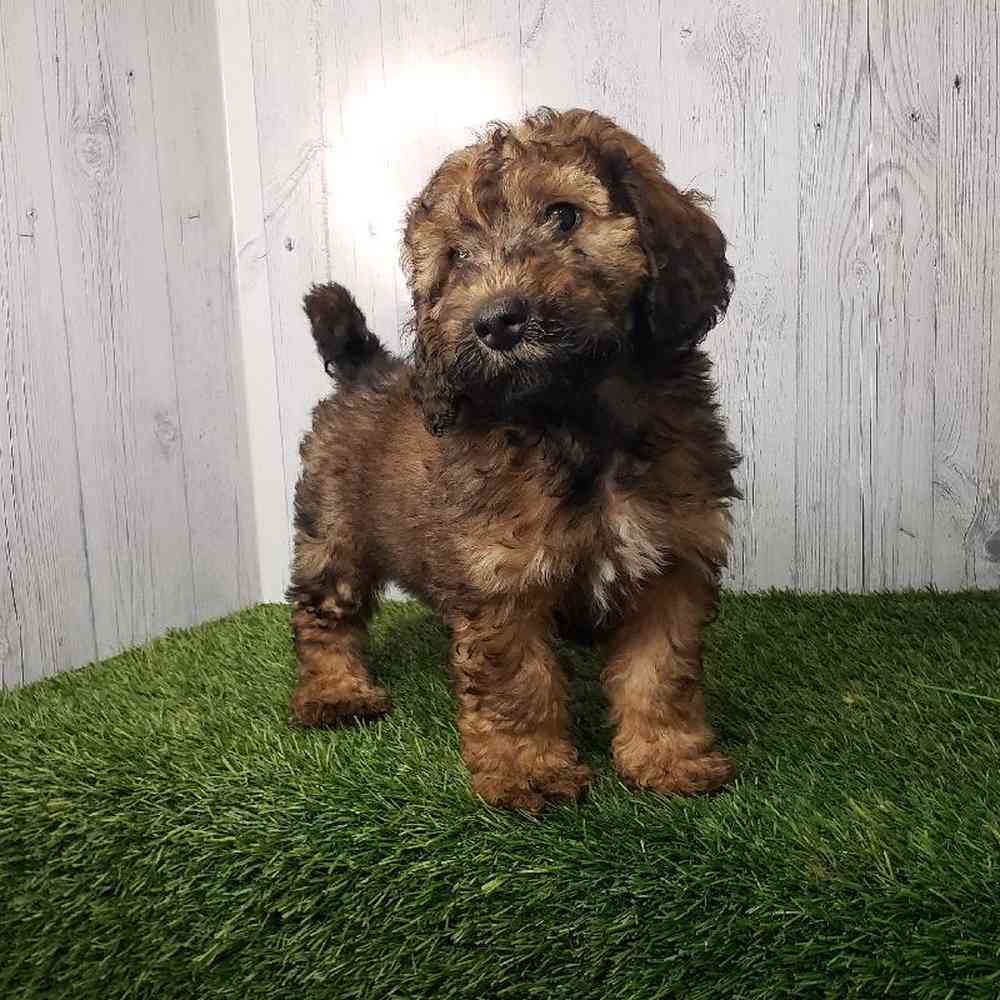 Male Mini Goldendoodle 2nd Gen Puppy for sale