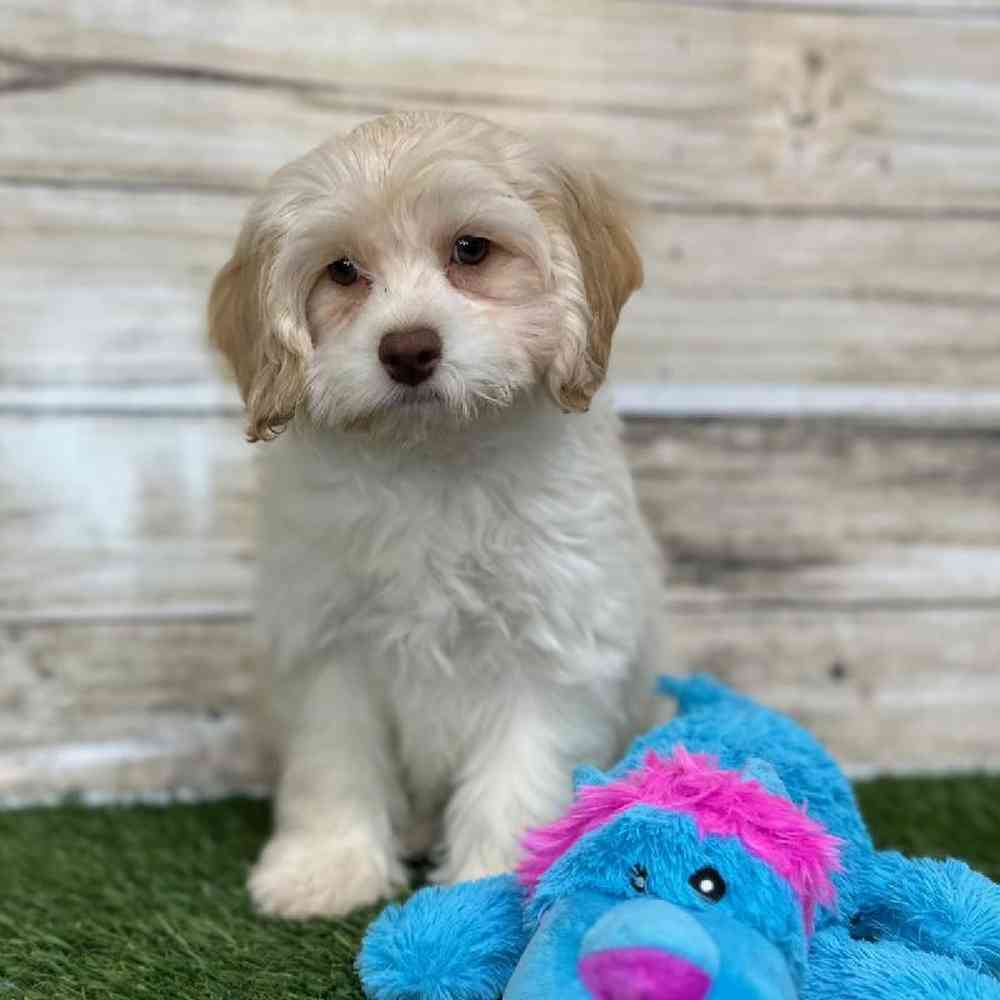 Male Cockapoo 2nd Gen Puppy for Sale in Saugus, MA