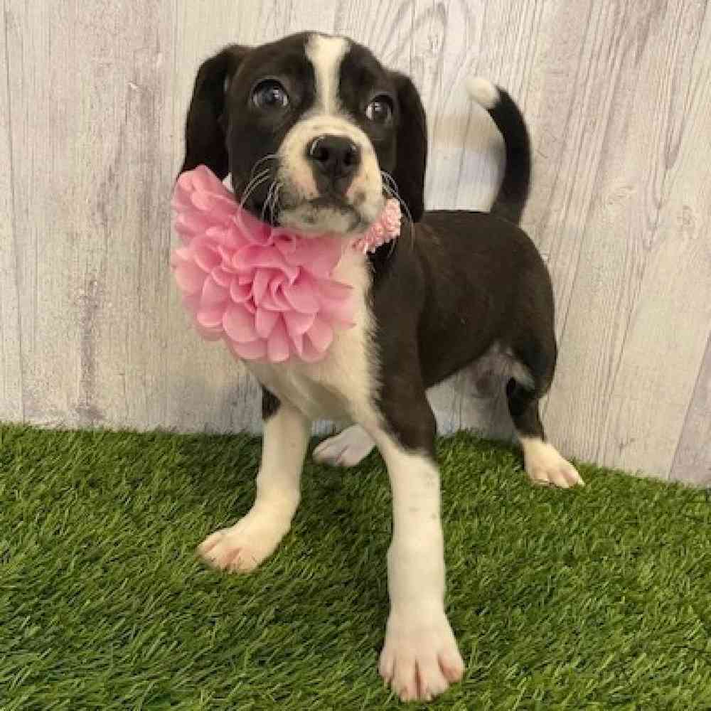 Female Boglen Terrier Puppy for sale