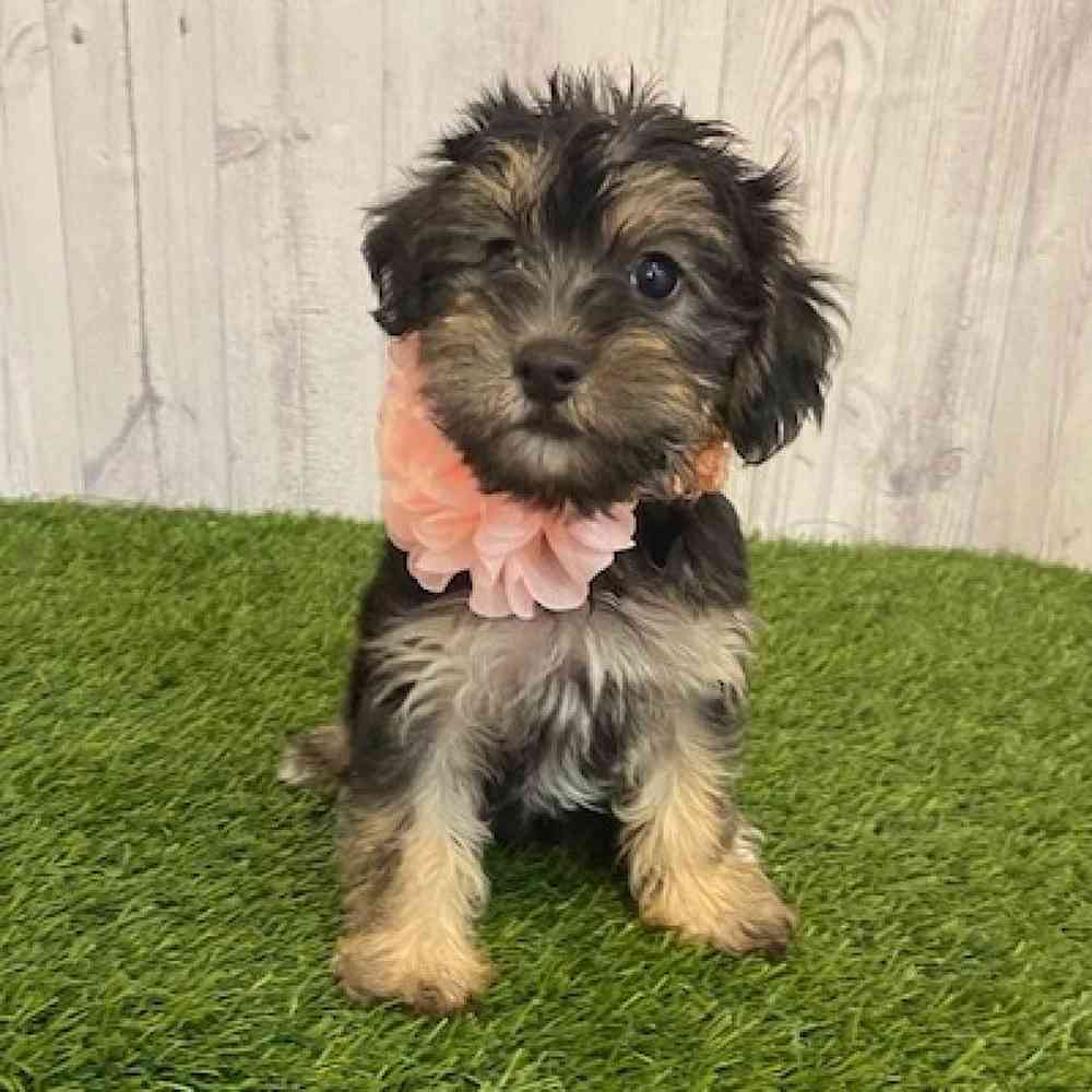 Female YoChon-Poo Puppy for sale