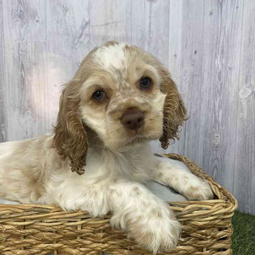 Female Cocker Spaniel Puppy for Sale in Saugus, MA