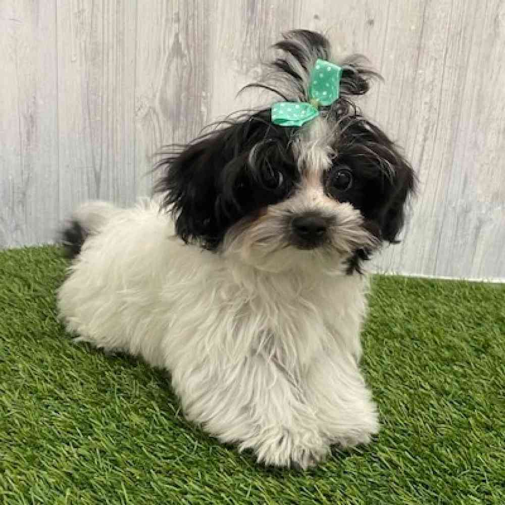 Female Shih-Poo Puppy for Sale in Braintree, MA