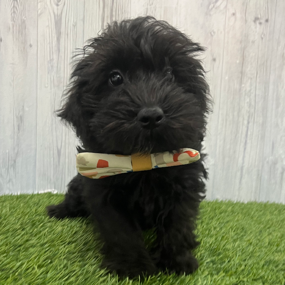 Male Schnoodle Puppy for Sale in Braintree, MA