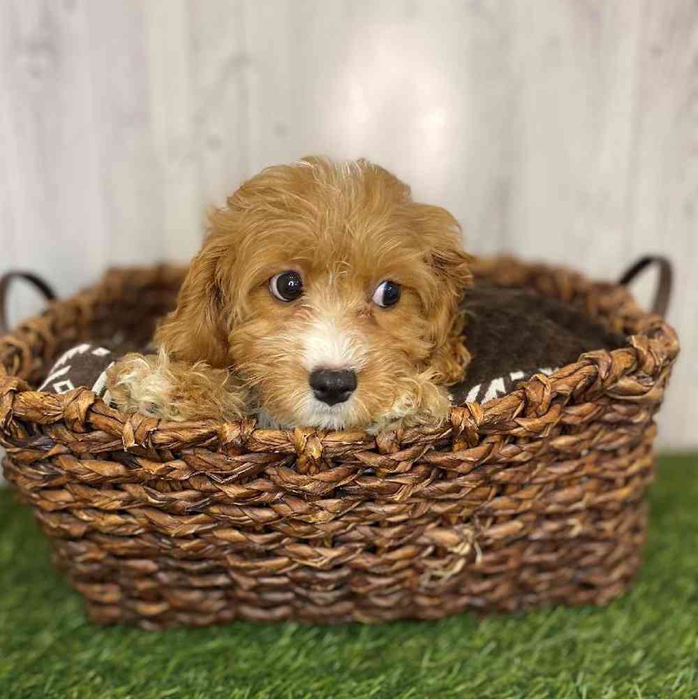 Male Cavapoo Puppy for Sale in Saugus, MA