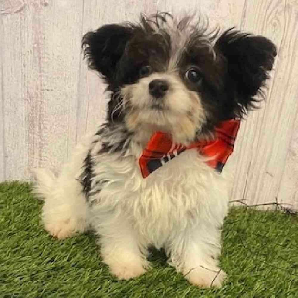 Male Chi-Poo Puppy for sale