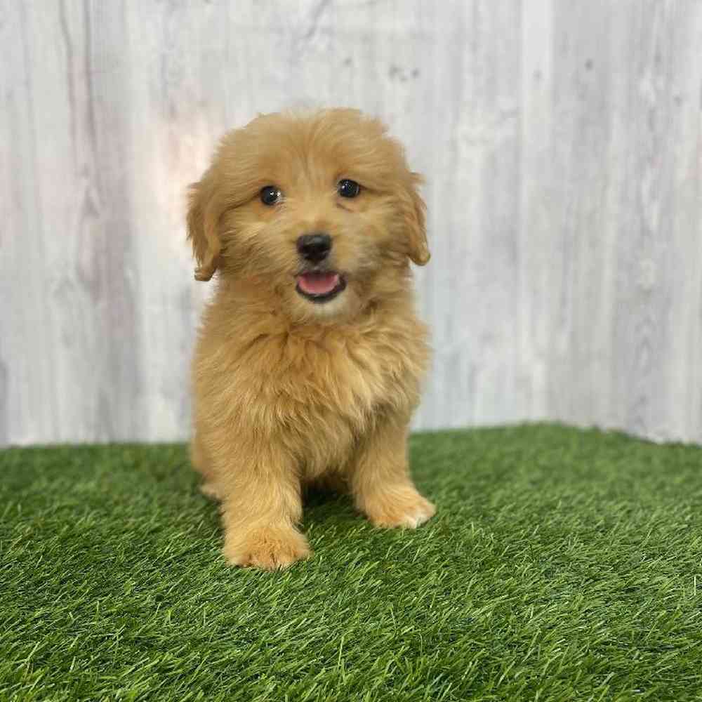 Female Mini Goldendoodle Puppy for Sale in Saugus, MA