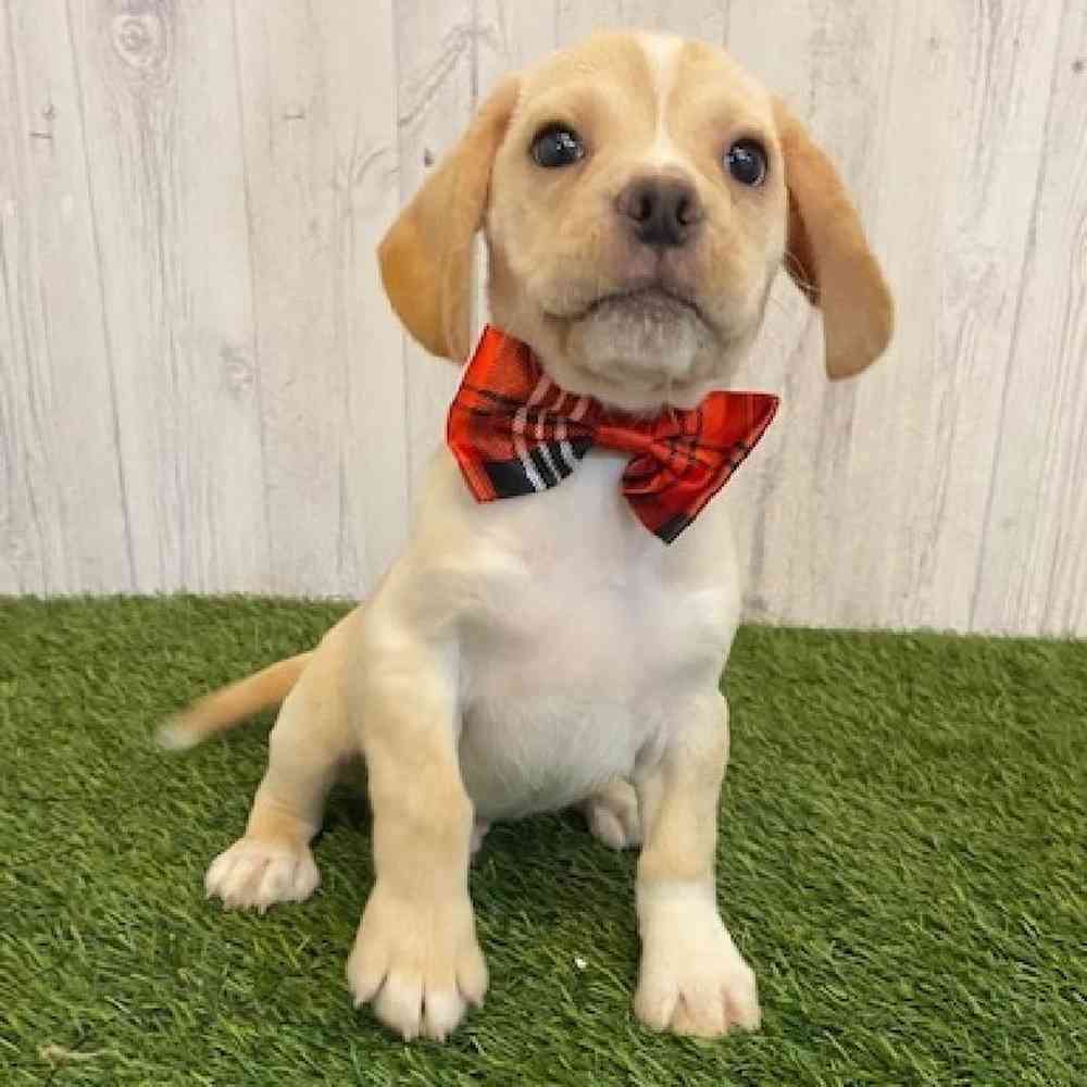 Male Puggle Puppy for sale