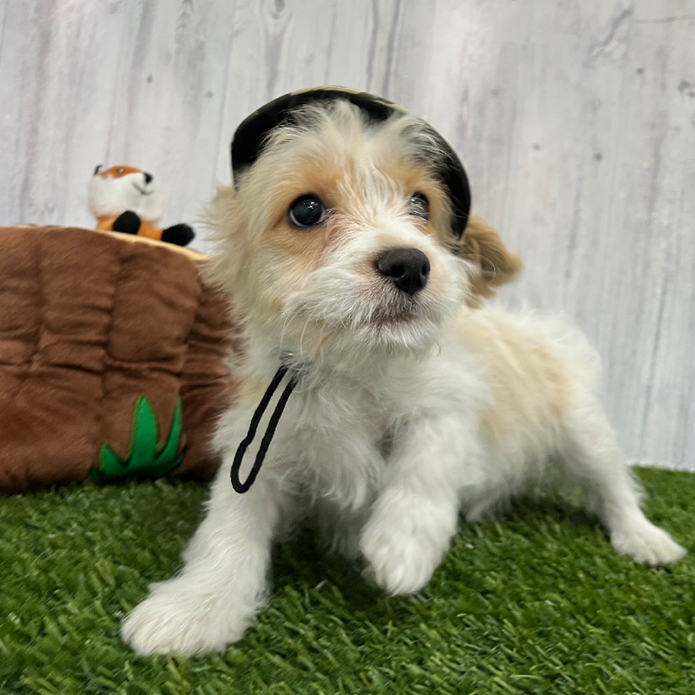 Male Cavachon Puppy for Sale in Braintree, MA
