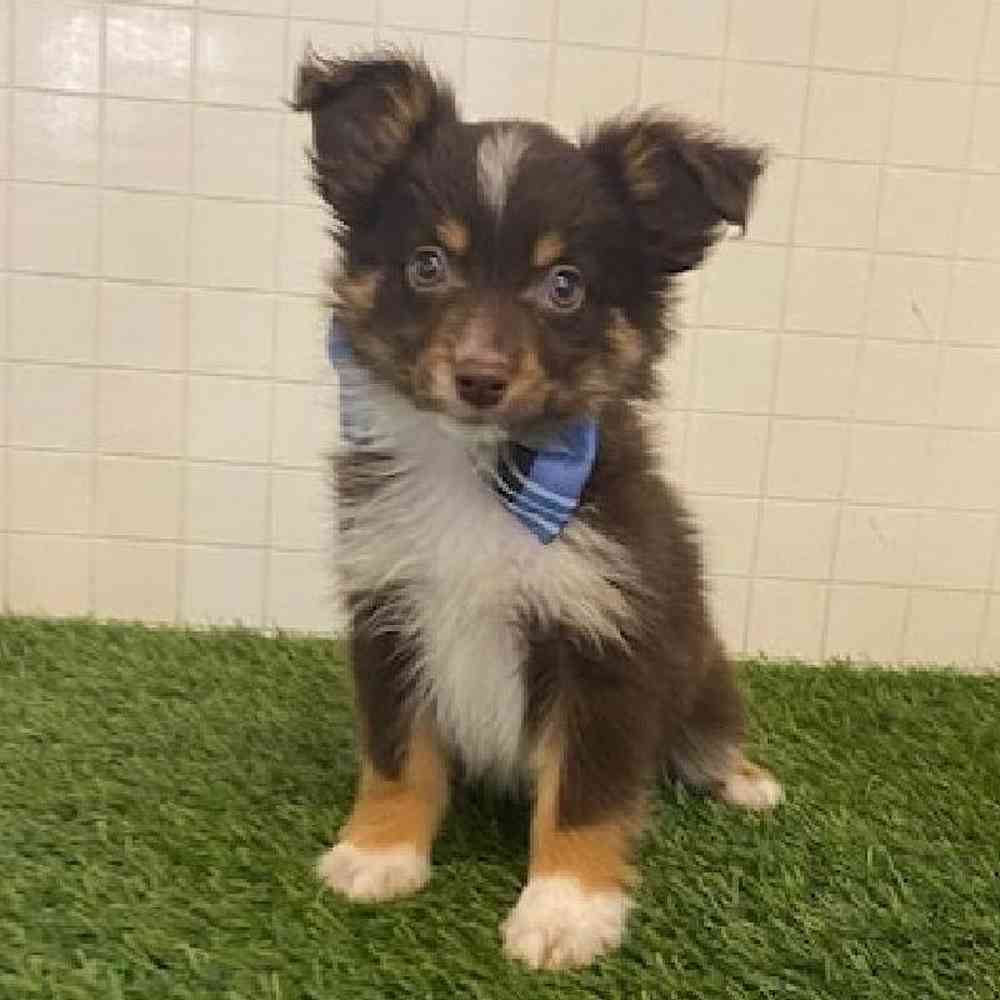 Male Toy Australian Shepherd Puppy for sale