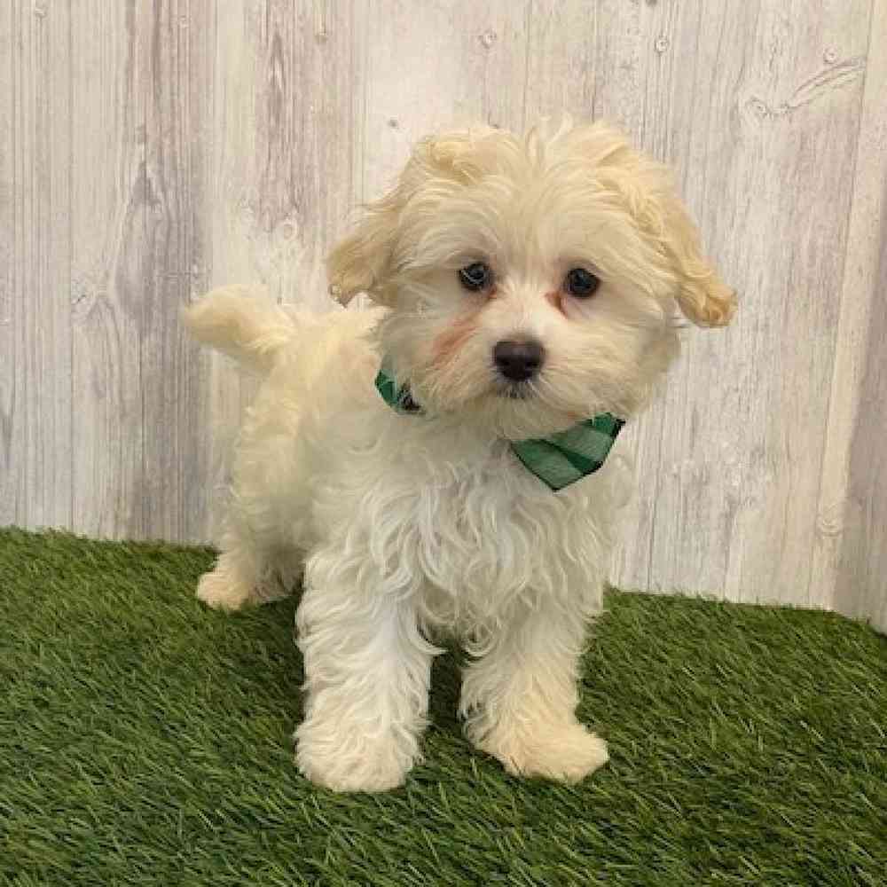 Male Malti-Poo Puppy for sale