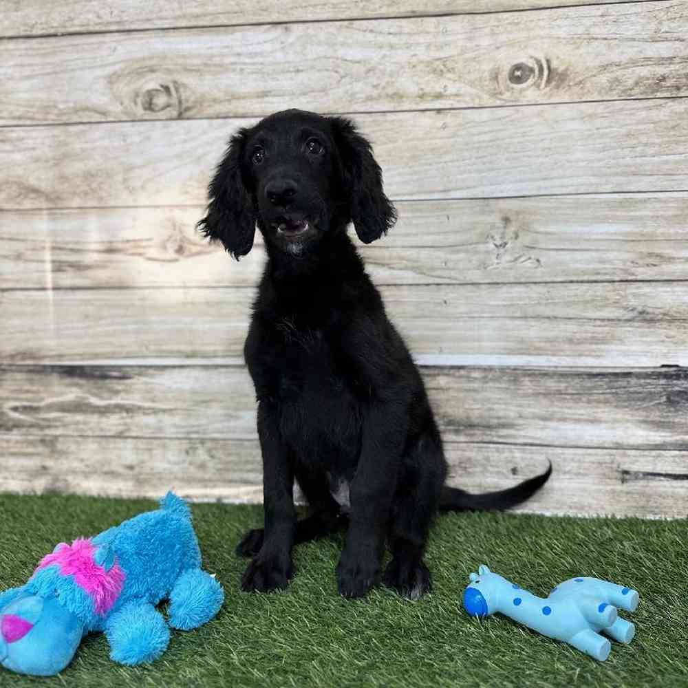 Male Goldendoodle Puppy for Sale in Saugus, MA