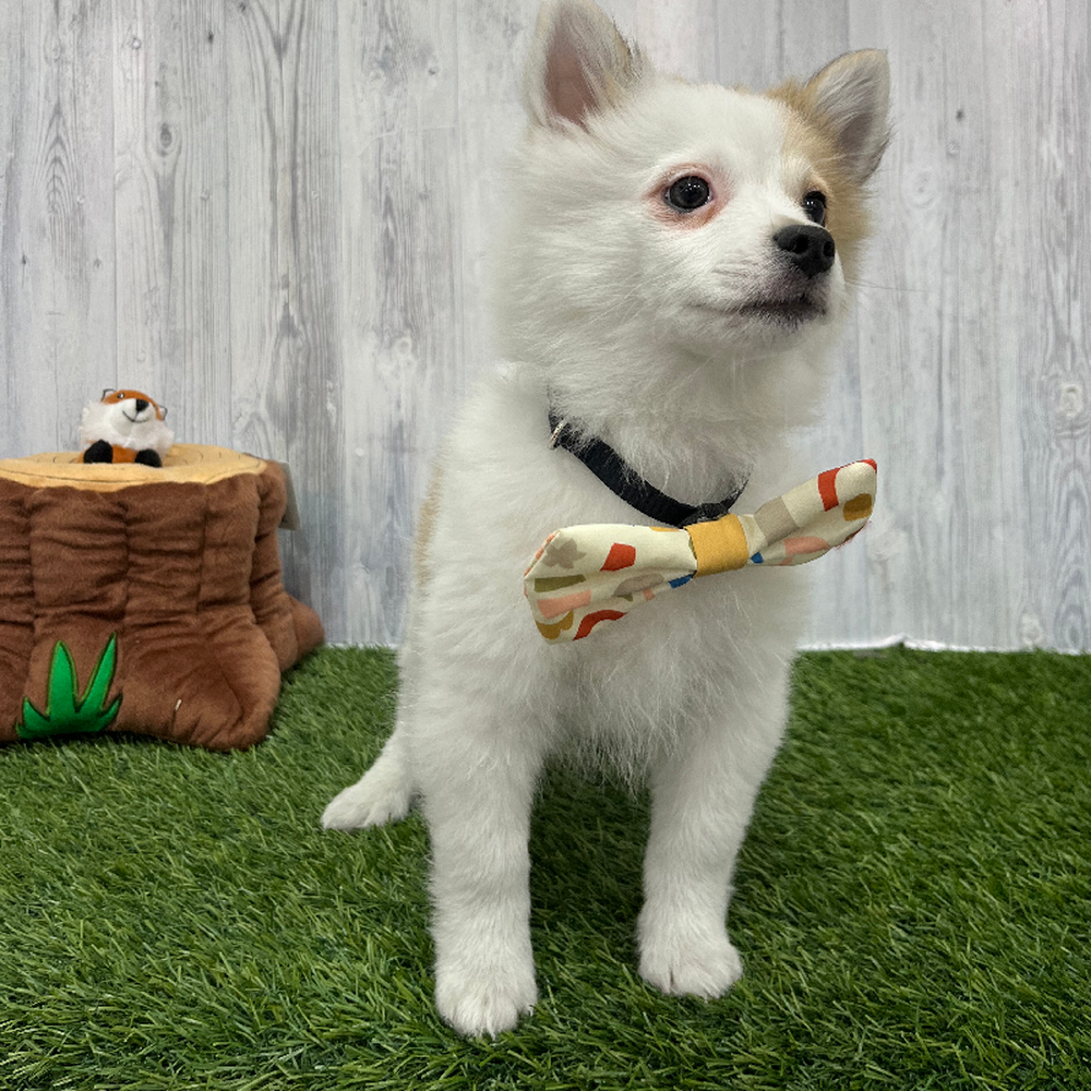 Male Pomimo Puppy for Sale in Braintree, MA