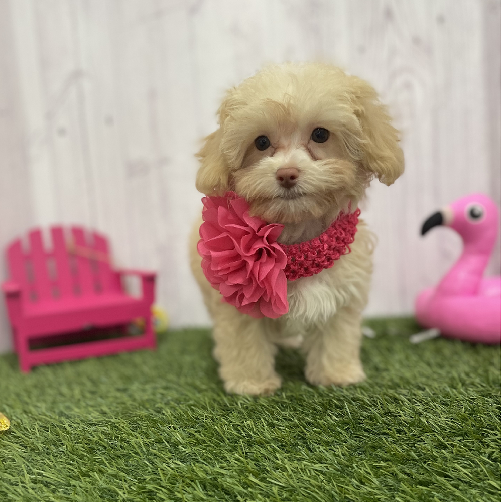 Female Havapoo Puppy for Sale in Braintree, MA