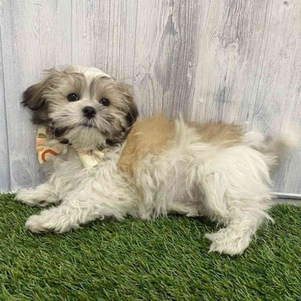 Male Malshi Puppy for Sale in Braintree, MA