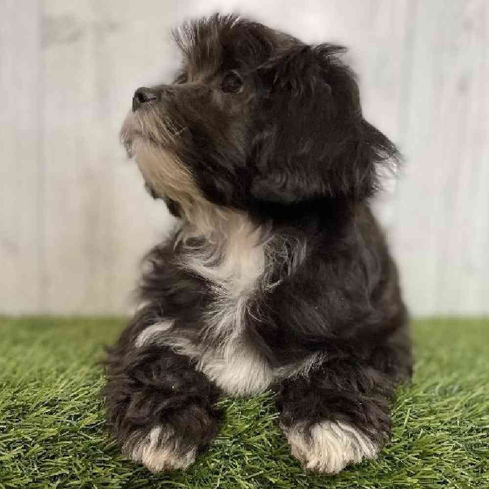 Female La-Chon Puppy for sale