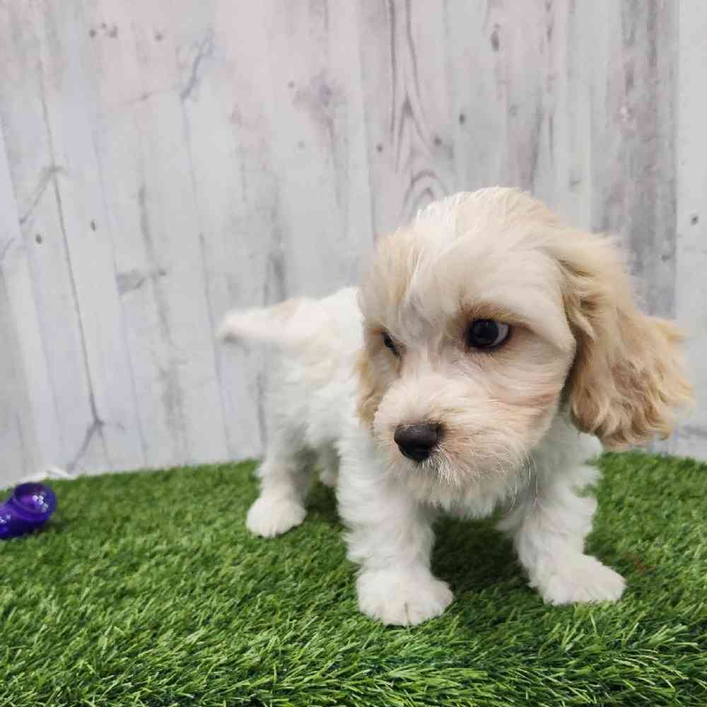 Male Cavachon Puppy for Sale in Braintree, MA