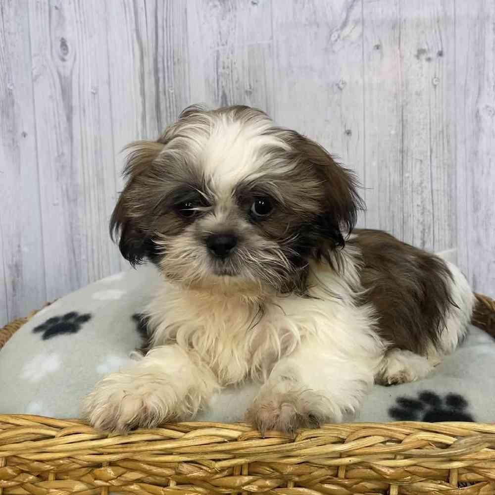 Male Shih Tzu Puppy for Sale in Saugus, MA