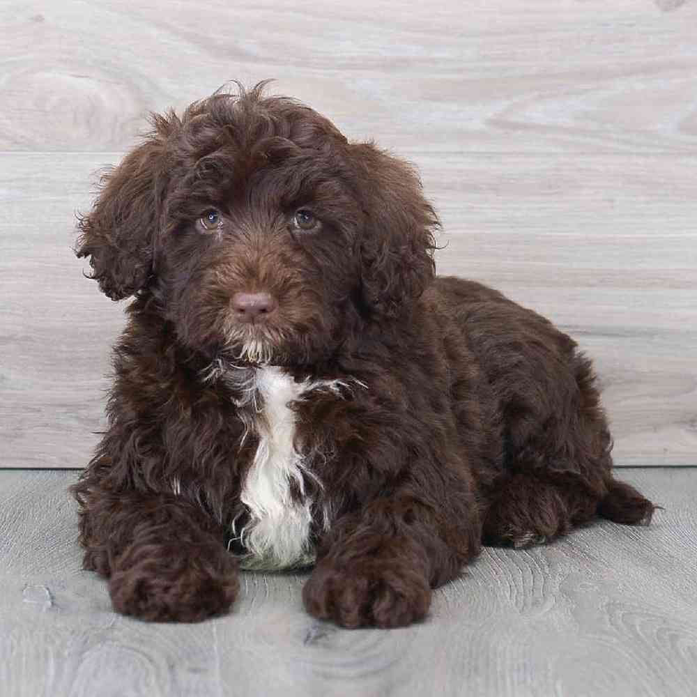 portuguese-water-dog-remy-9184362315060241.jpg