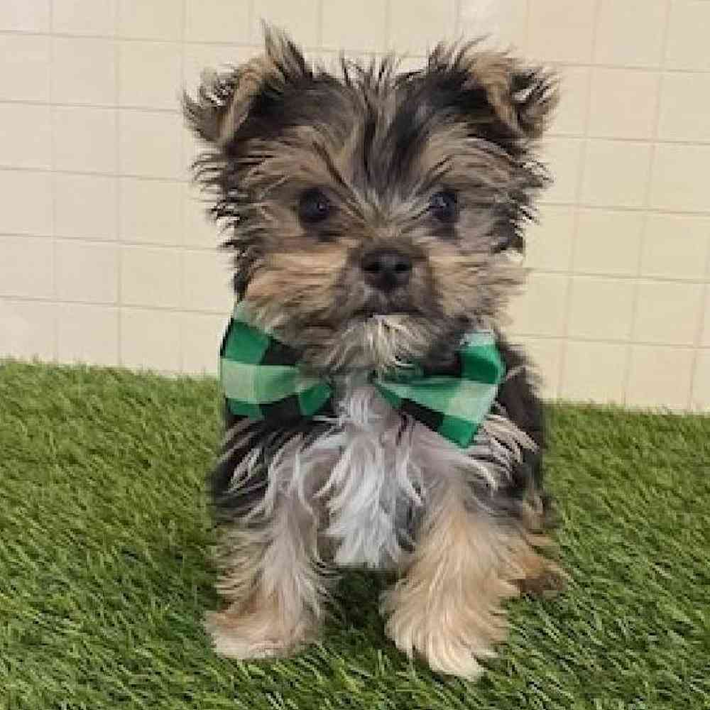 Male Biewer Yorkshire Terrier Puppy for sale