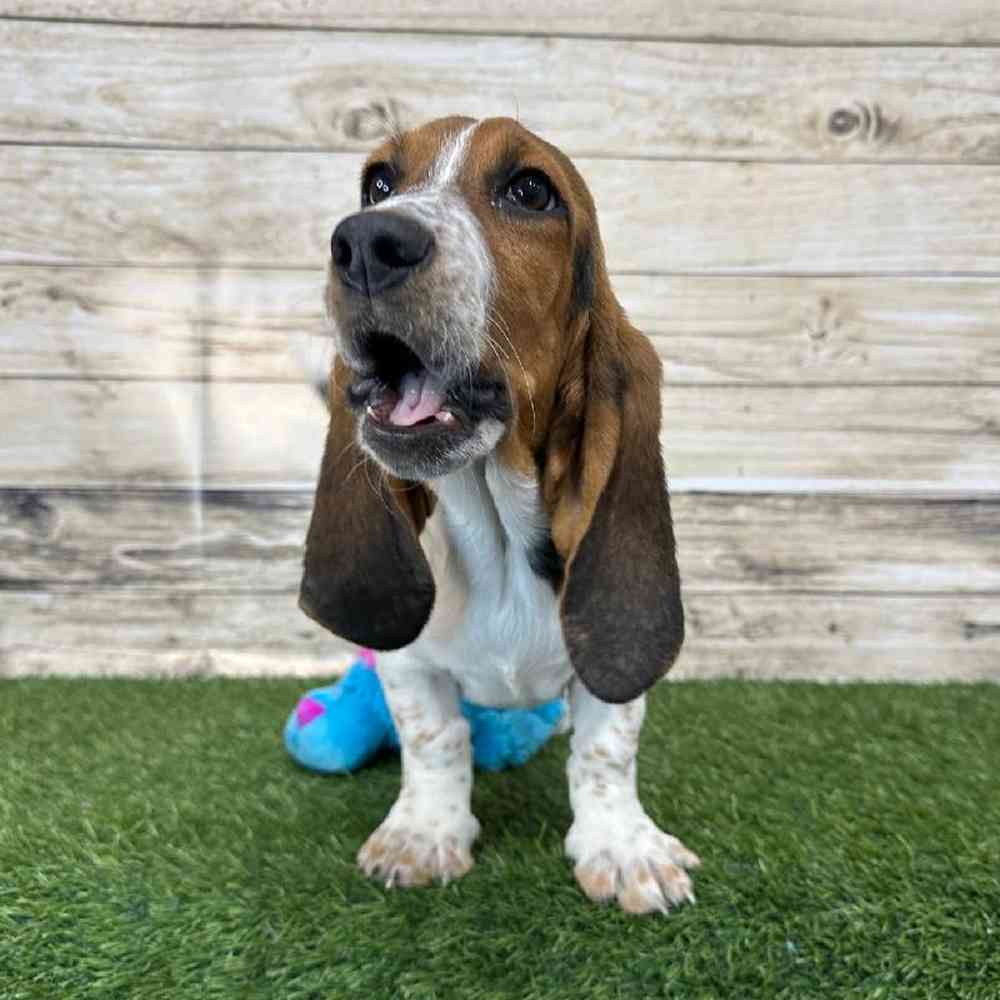 Male Basset Hound Puppy for Sale in Saugus, MA