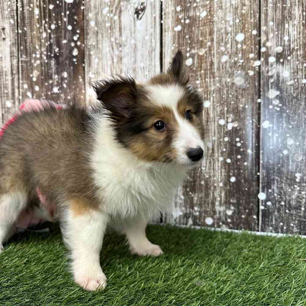 Female Sheltie Puppy for Sale in Saugus, MA