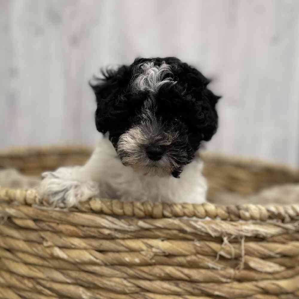 Female Bichapoo-Poodle Puppy for Sale in Braintree, MA