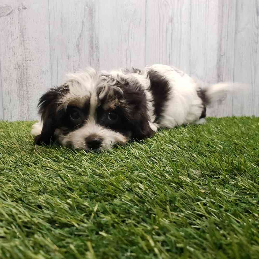 Male Cavachon Puppy for sale