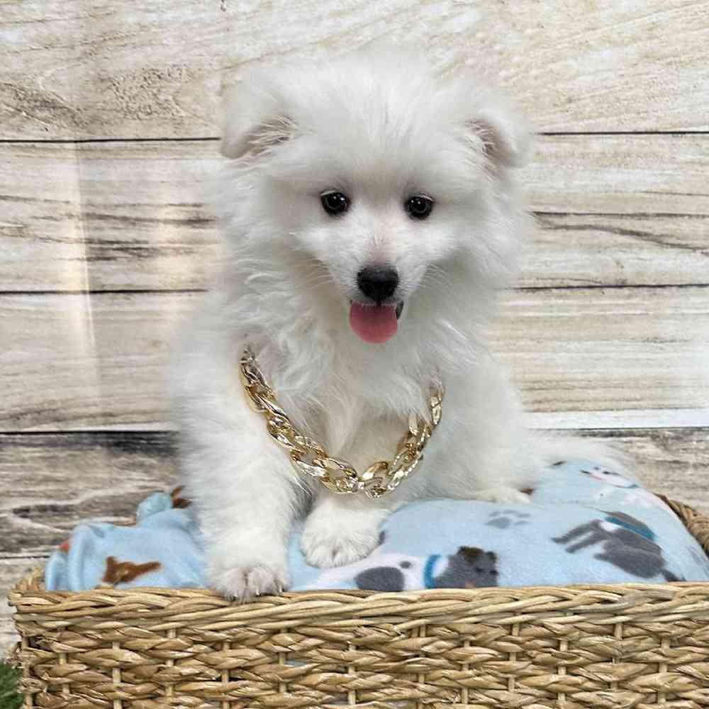 Male American Eskimo Puppy for Sale in Saugus, MA