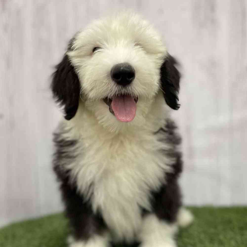 Female Old English Sheepdog Puppy for Sale in Braintree, MA
