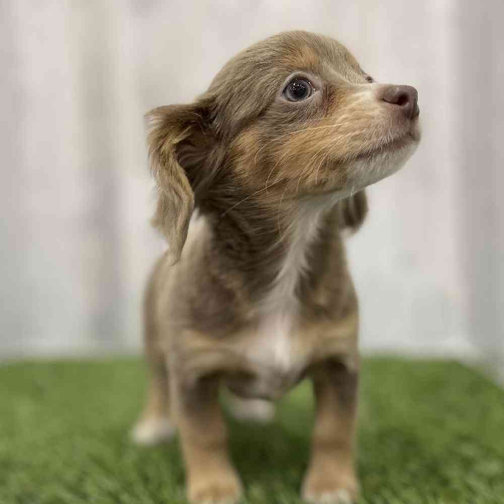 Female Chiweenie Puppy for Sale in Braintree, MA