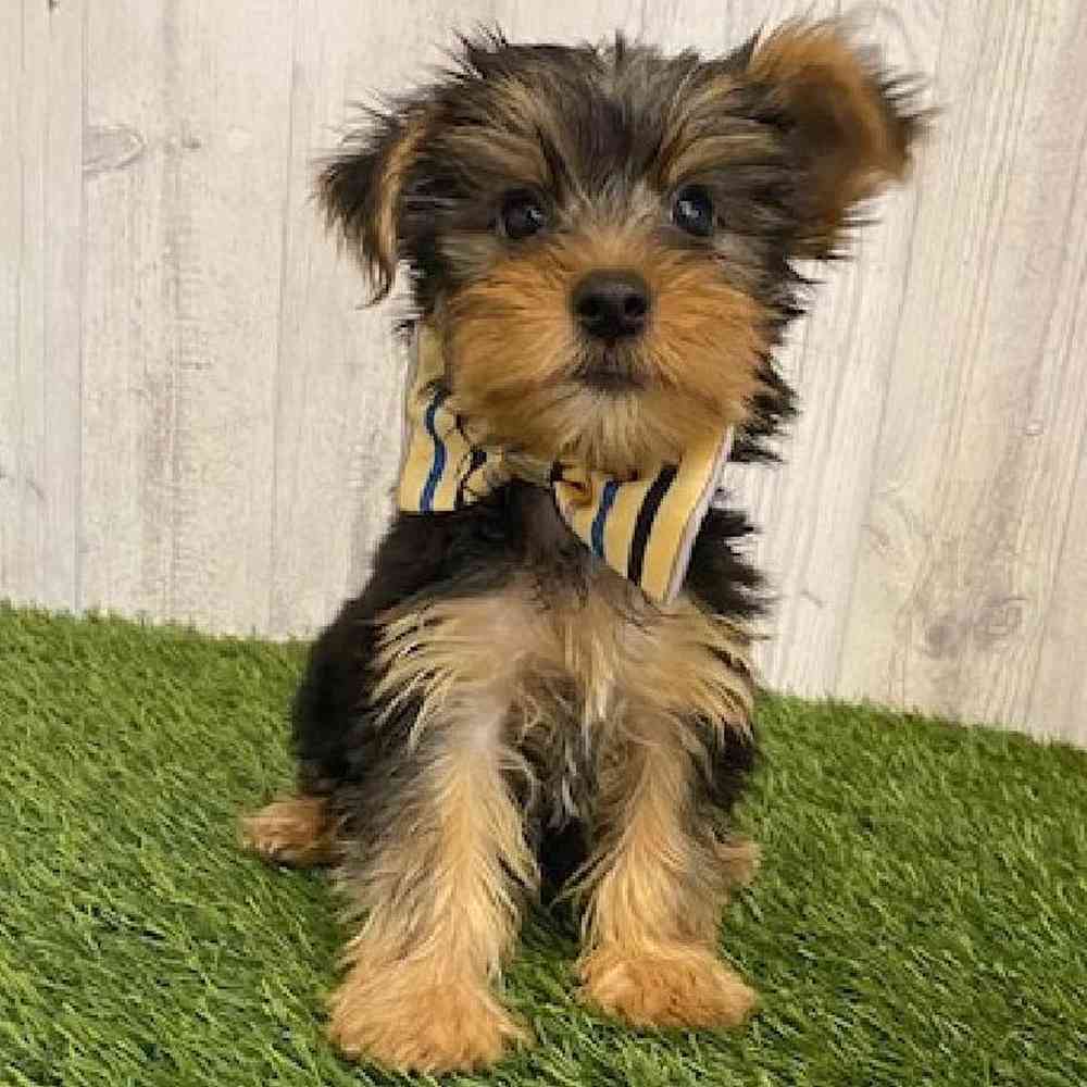 Male Yorkshire Terrier Puppy for sale