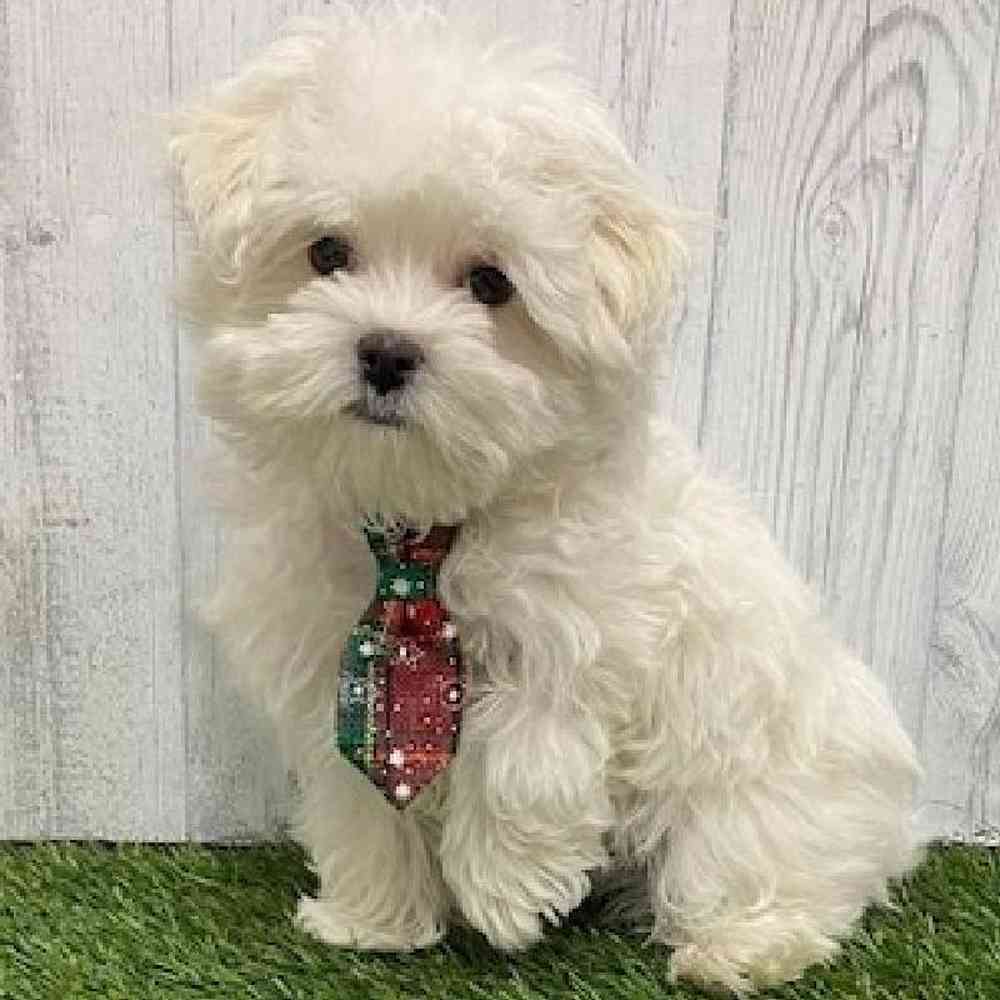 Male Maltese Puppy for Sale in Saugus, MA