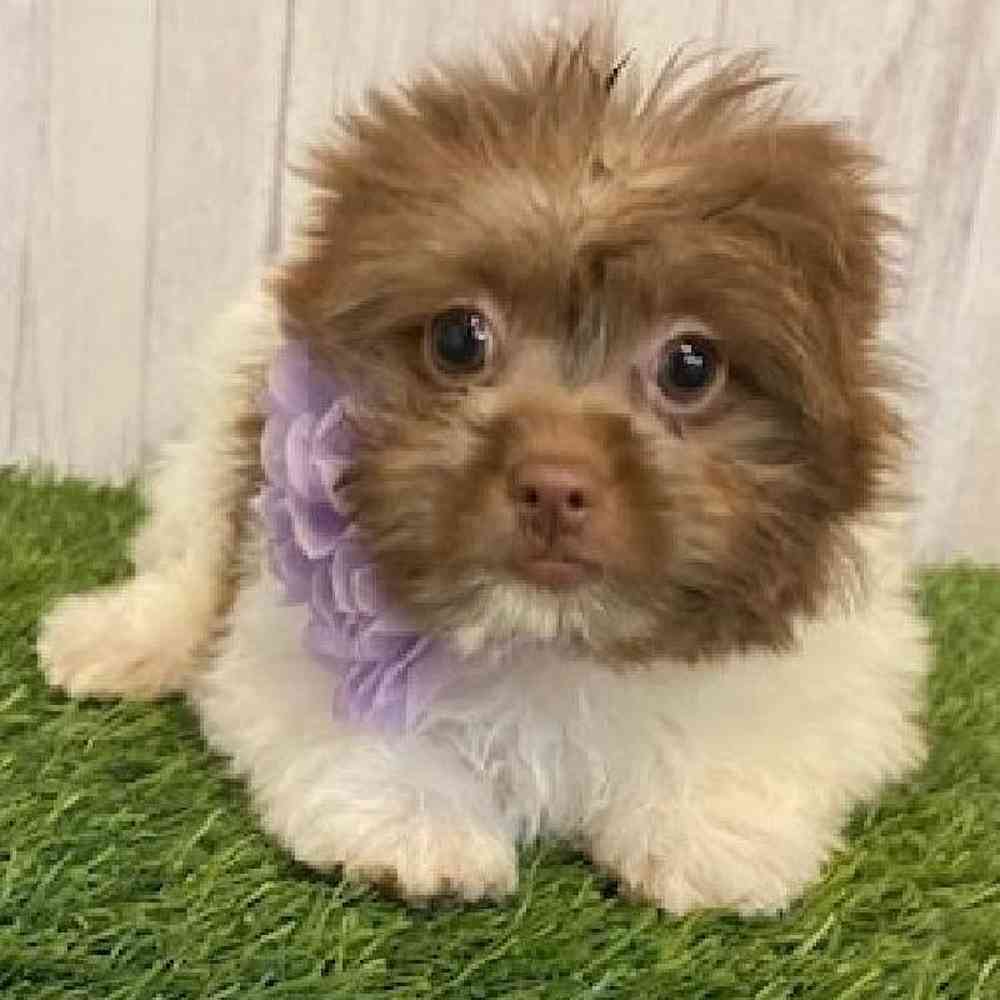 Female Hava-Pom Puppy for sale