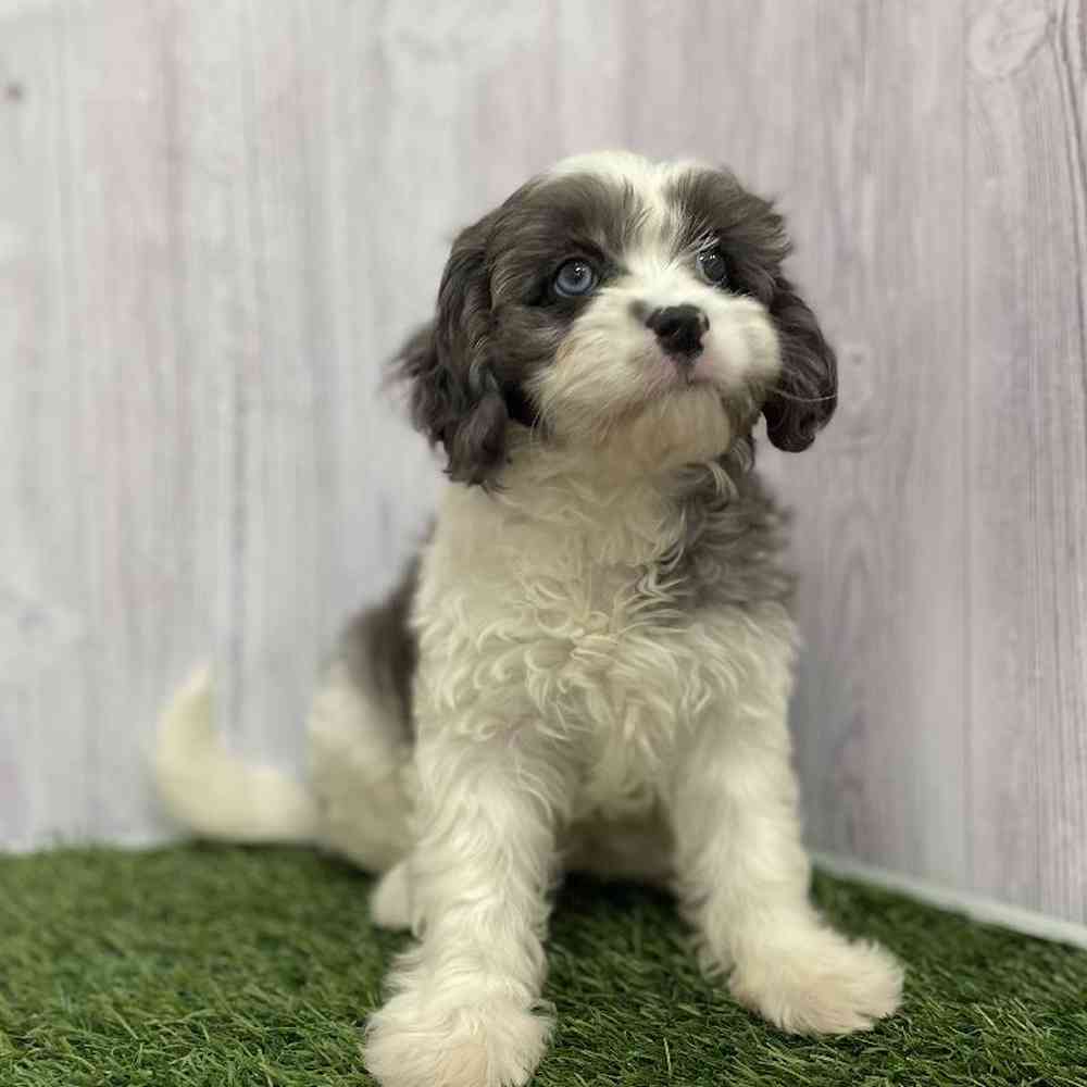 Female Cavapoo Puppy for Sale in Braintree, MA