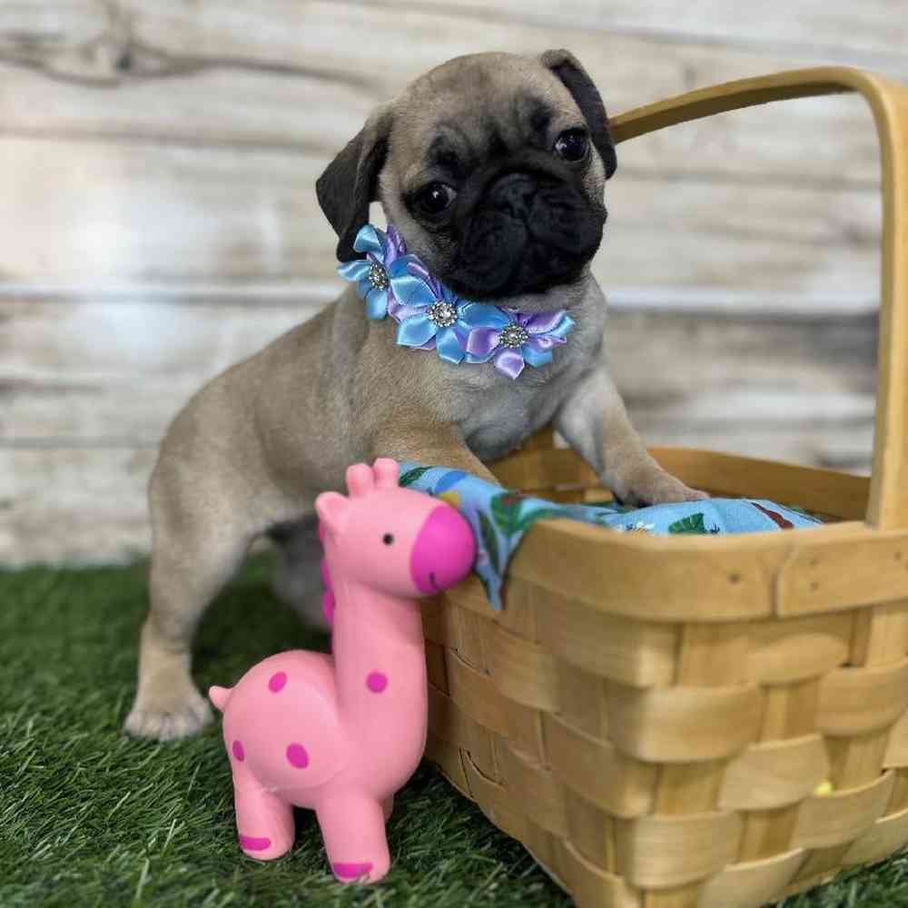 Female Pug Puppy for Sale in Saugus, MA