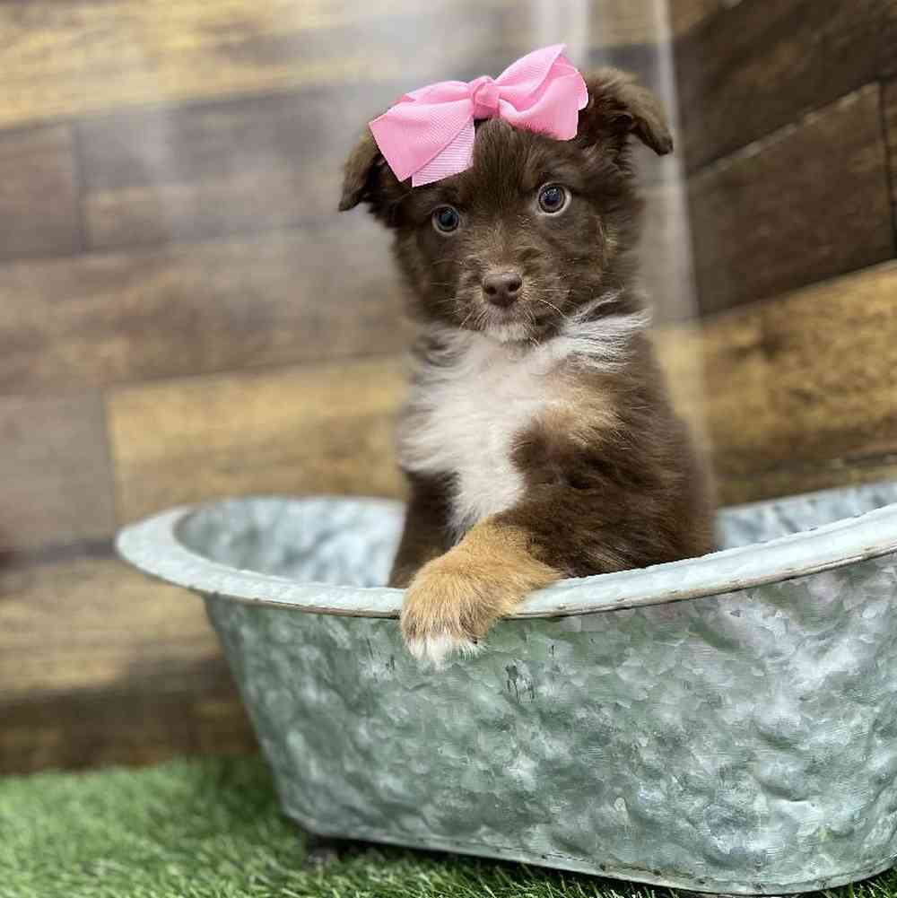 Female Miniature Australian Shepherd Puppy for Sale in Braintree, MA
