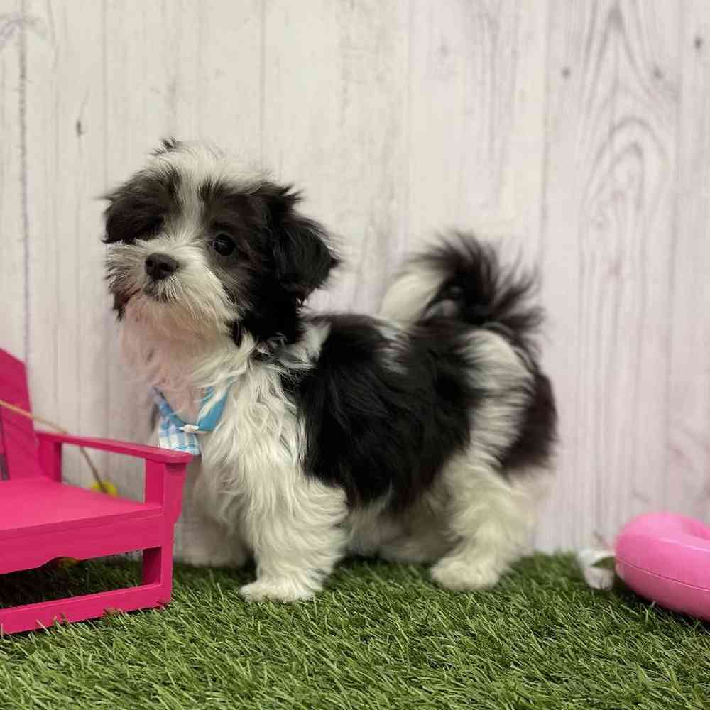 Male Havamalt Puppy for Sale in Braintree, MA