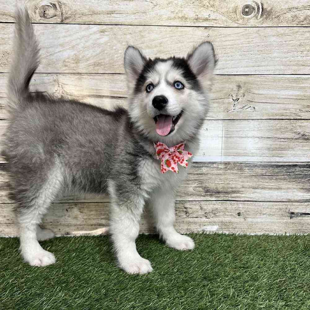 Female Siberian Husky Puppy for Sale in Saugus, MA