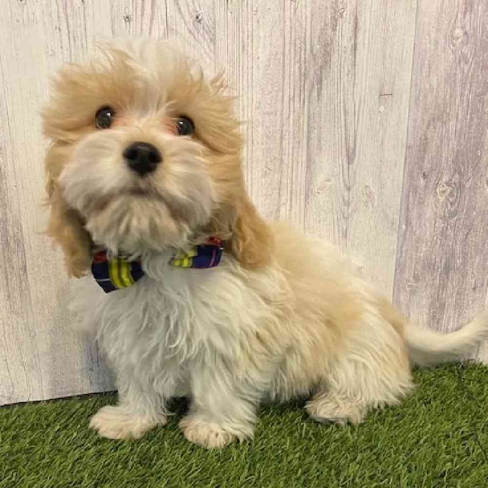 Male Cavachon Puppy for Sale in Saugus, MA