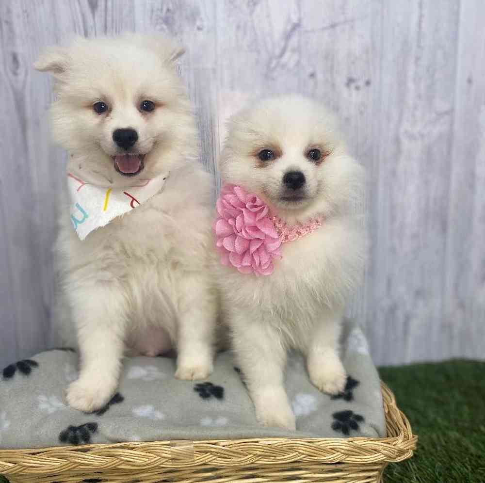 Female American Eskimo Puppy for Sale in Saugus, MA