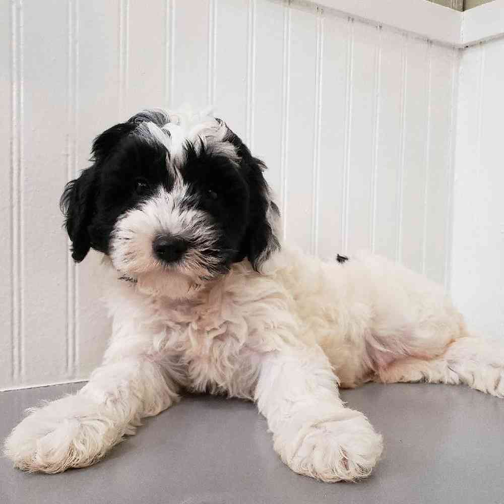 Male Mini Sheepadoodle Puppy for sale