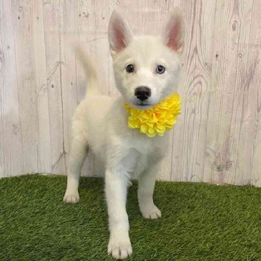 Female Huskimo Puppy for Sale in Saugus, MA