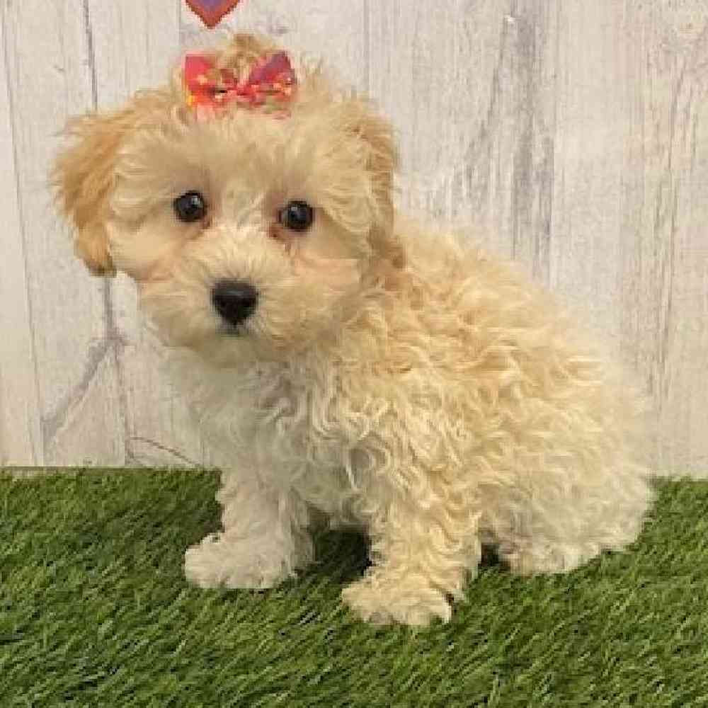 Female Poodle (MINI) Puppy for sale