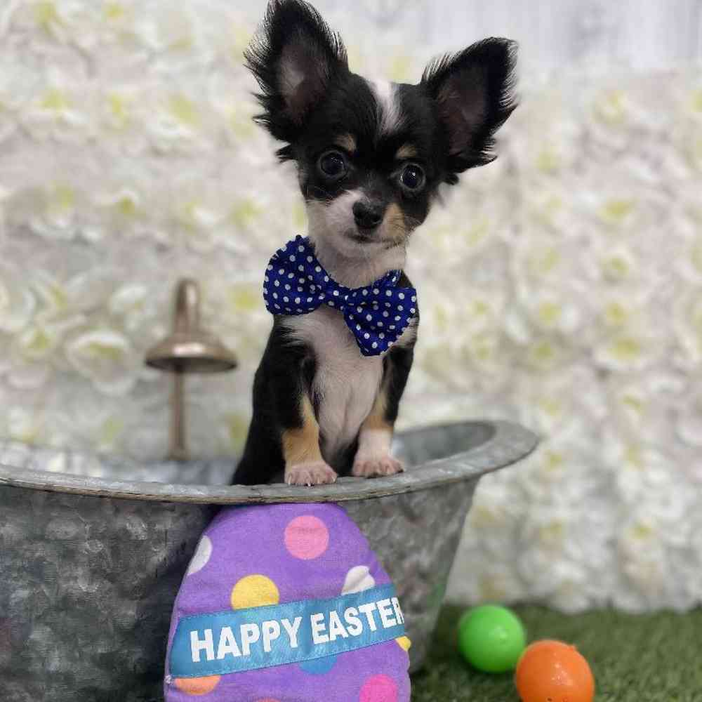 Male Chihuahua Puppy for Sale in Braintree, MA